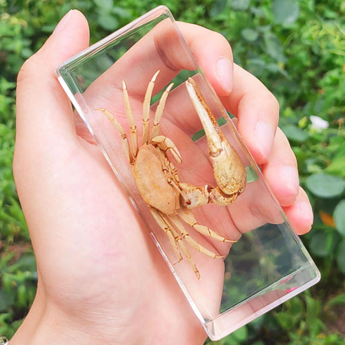 Large Invertebrate Specimen in Resin