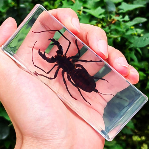 Large Invertebrate Specimen in Resin