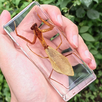 Large Invertebrate Specimen in Resin