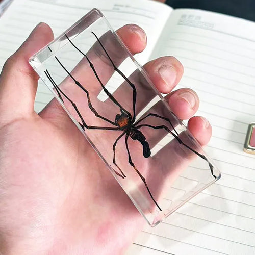 Large Invertebrate Specimen in Resin